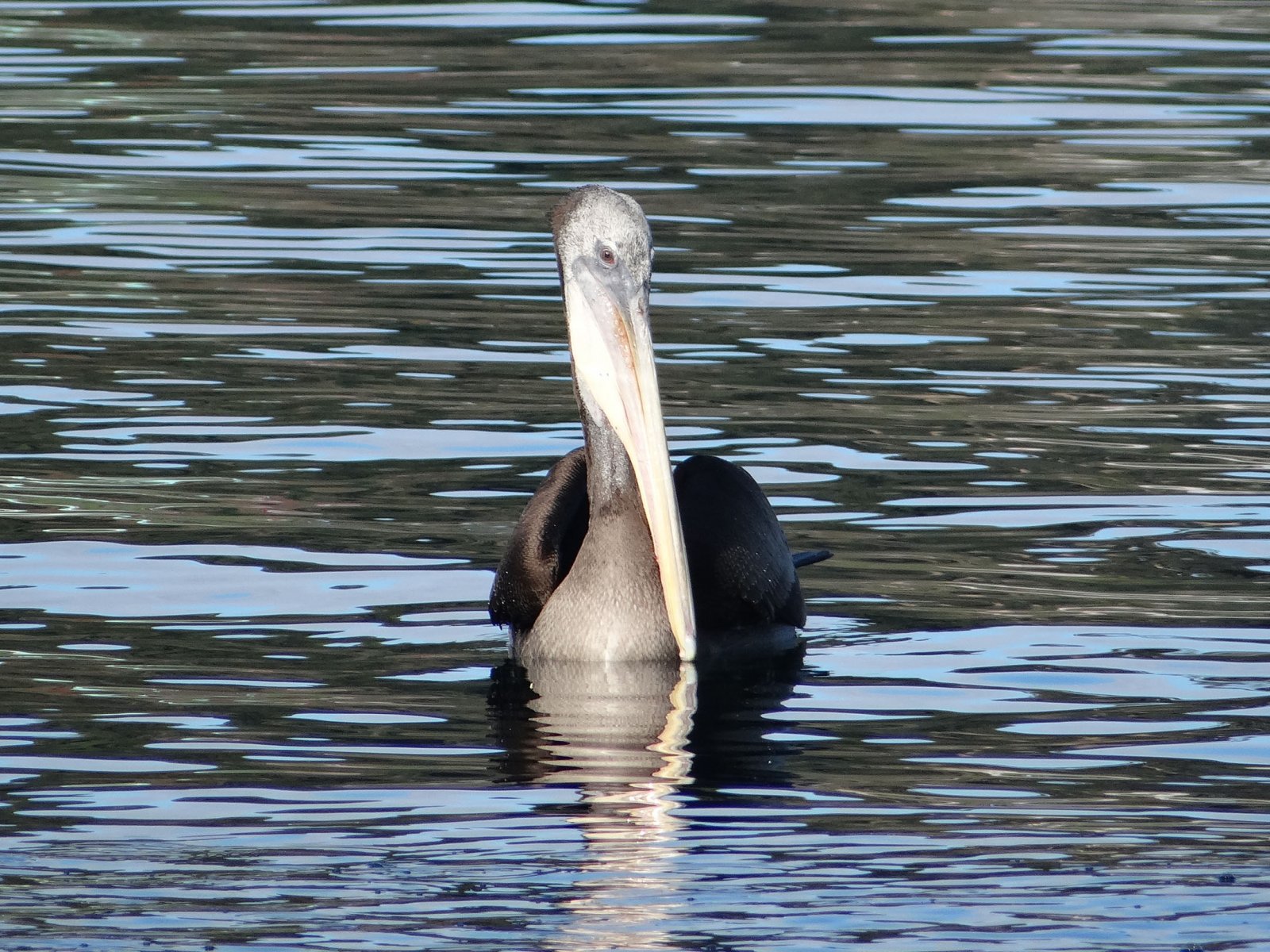 05 Pelican in Puerto Montt - Best Of 16