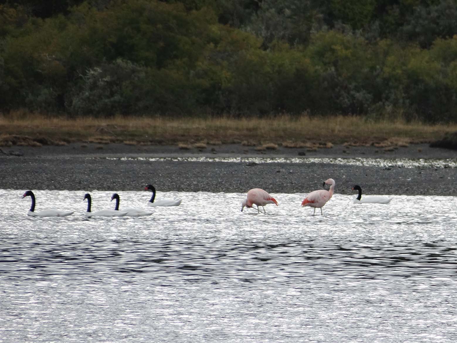 03 Black-necked swans and flamingos in Patagonia - Best Of 16
